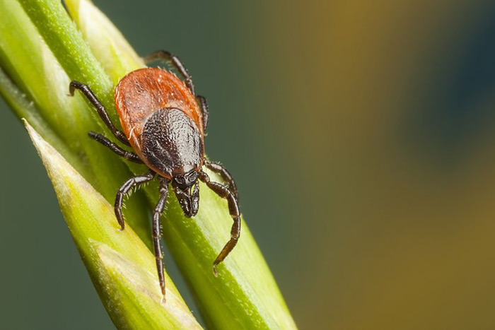 Tick on plant