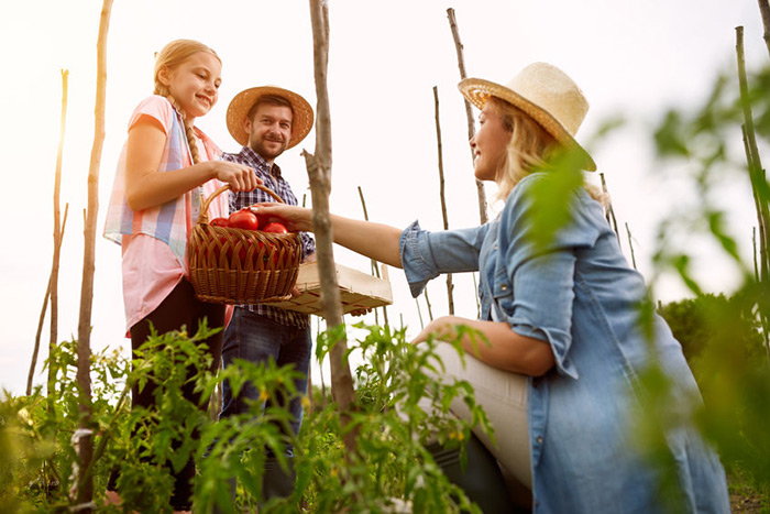 Picking tomatoes from the vegetable garden