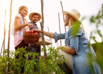 Picking tomatoes from the vegetable garden