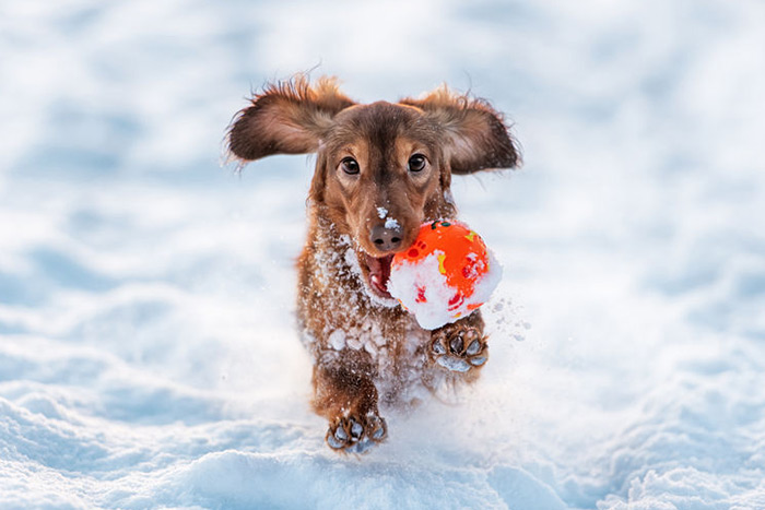 With the right care, your dog can have fun in winter