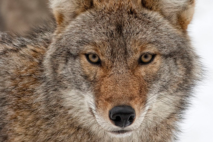 Hamptons Subway has a coyote problem