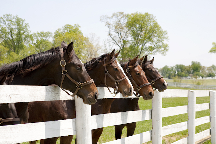 horses