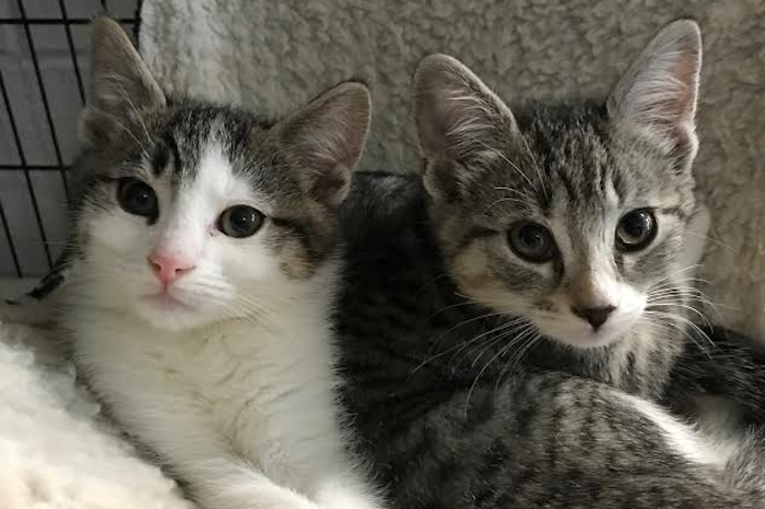 kittens