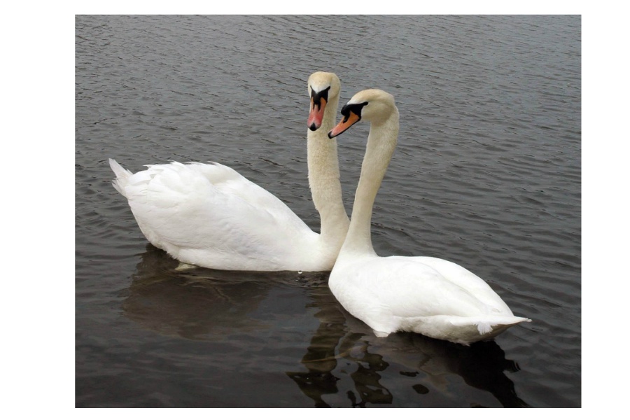 Swans are not the only fowl making news in East Hampton.