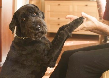 Dog lost in the North Sea area.