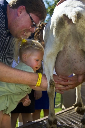 Madison Simkus, 2, milks a goat at the Catapano Dairy Farm, with the help of her father, John, at the 6th Annual Foodie Tour on Long Island’s North Fork Foodie Tour