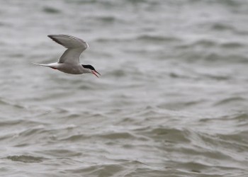 tern