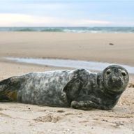 Seal on Flying Point Beach