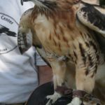 Sonja the Red Hawk at Marders in the Hamptons