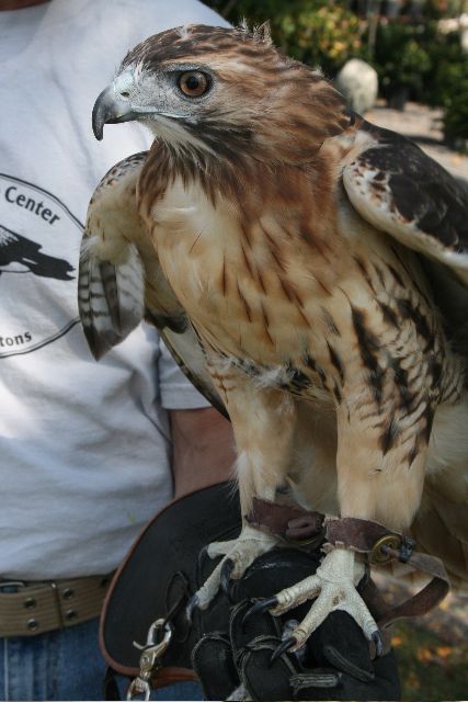 Sonja the Red Hawk at Marders in the Hamptons