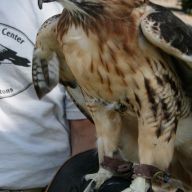 Sonja the Red Hawk at Marders in the Hamptons