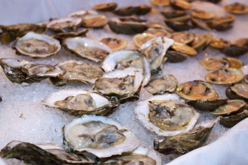 oyster oysters