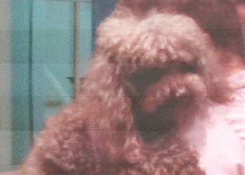 A 15-year-old two poodle is reported missing in Southampton.