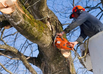 Trimming the trees