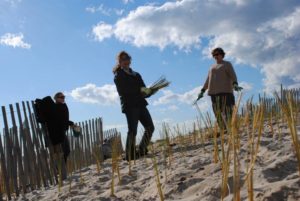 Planting seagrass at Tiana Beach. Photo credit: Paul Degrocco