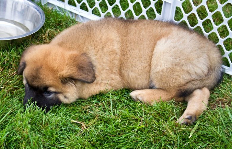 Adoptable puppy