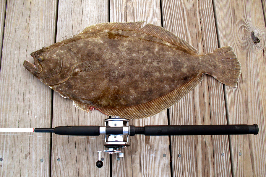 Tropy Summer Flounder