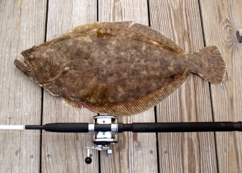 Tropy Summer Flounder