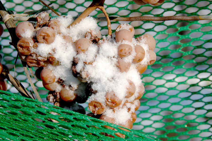 Ice Wine Grapes