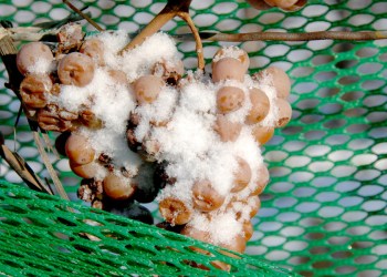 Ice Wine Grapes