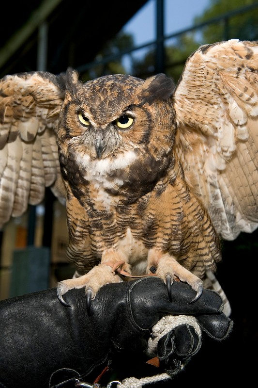 Meep, the 6-year-old owl, who has been rehabilitated but is not able to return to the wild, has become an ambassador for the Evelyn Alexander Wildlife Rescue Center.