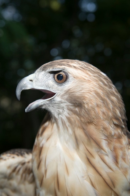Sonja, a 4-1/2-year-old red-tailed hawk, has been rehabilitated but is not able to return to the wild. Sonja has become an ambassador for the Evelyn Alexander Wildlife Rescue Center.