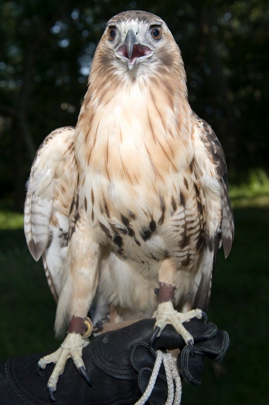 Sonja, a 4-1/2-year-old red-tailed hawk, has been rehabilitated but is not able to return to the wild. Sonja has become an ambassador for the Evelyn Alexander Wildlife Rescue Center.