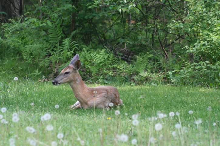 spring fawn