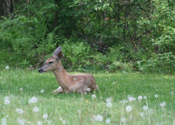 spring fawn