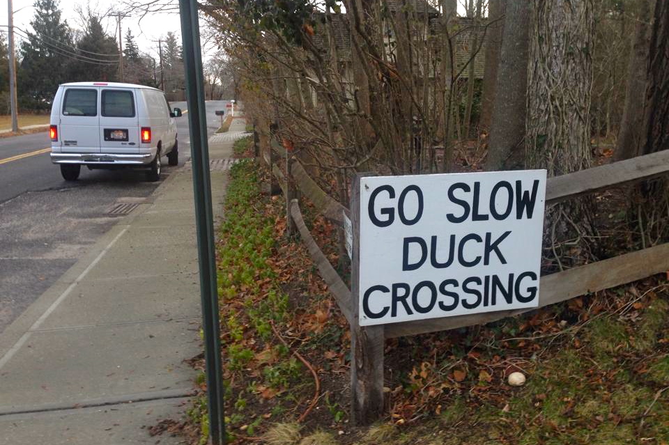 Seven mallard ducks were run over at a duck crossing in Sag Harbor Saturday.