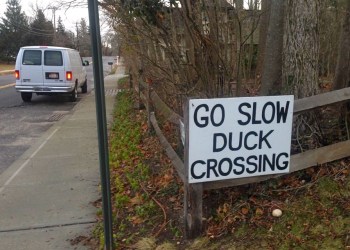 Seven mallard ducks were run over at a duck crossing in Sag Harbor Saturday.