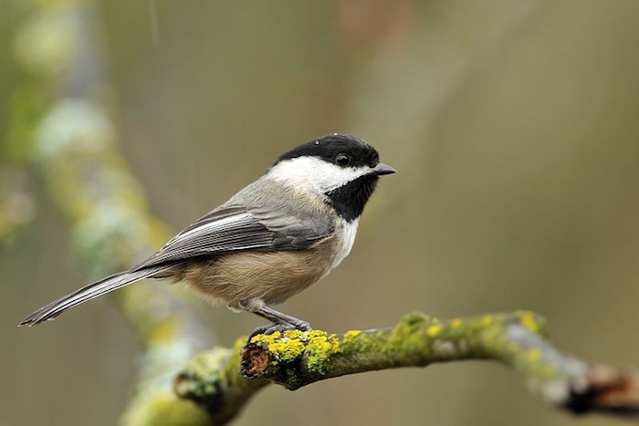 Learn all about birds at SoFo