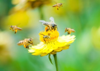 Group of bees on a flower