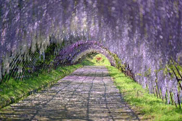 wisteria