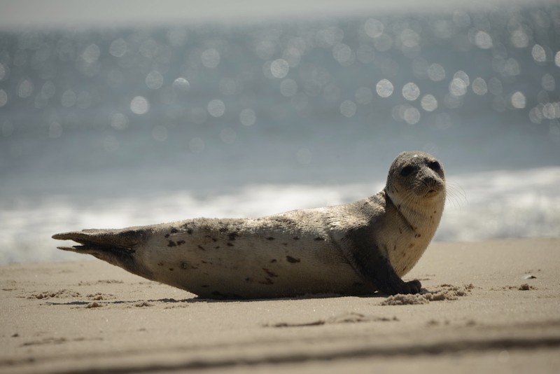 Seal visits Southampton Village