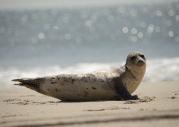 Seal visits Southampton Village