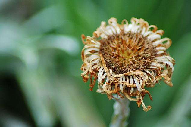 dead flower