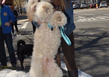 Animal advocate Jill Rappaport 