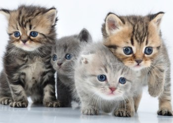 Adopt a pet Saturday in Bridgehampton!