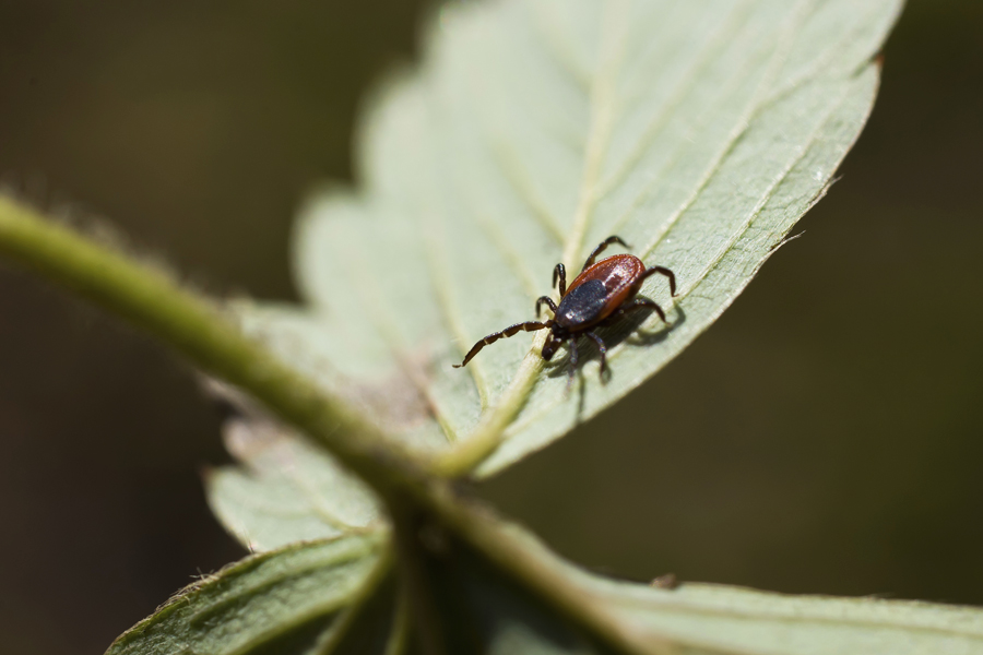 Ixodes scapularis