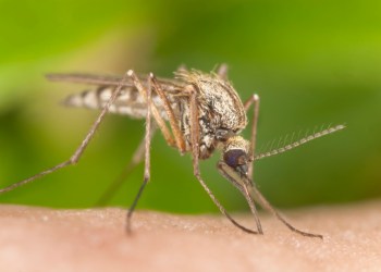 Mosquito sucking blood, extreme close-up with high magnification