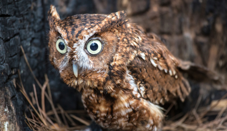 Eastern Screech Owl