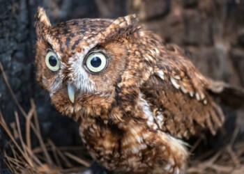 Eastern Screech Owl