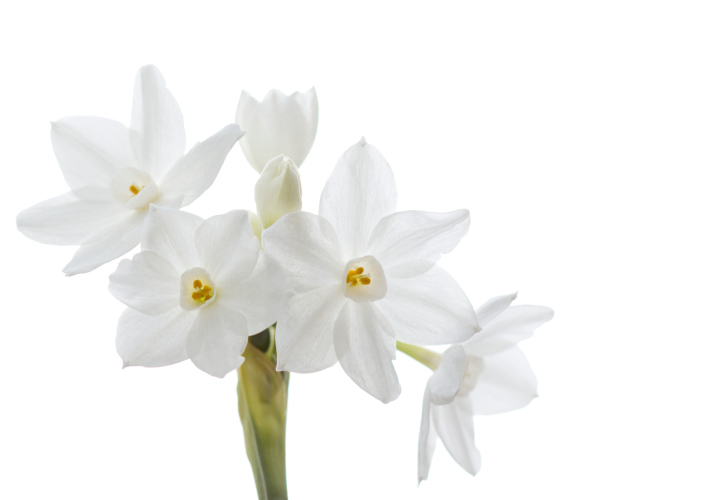 Paperwhite narcissus, isolated