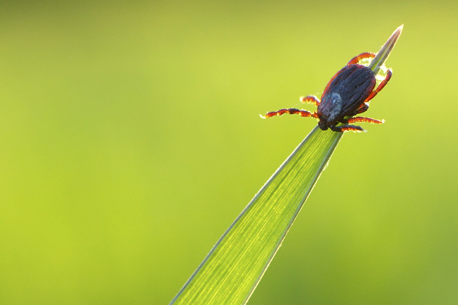 tick on grass