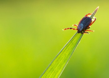 tick on grass
