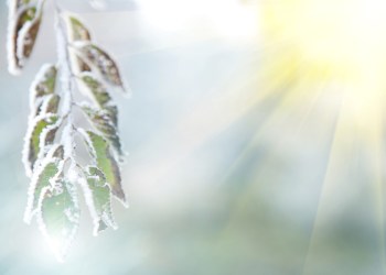 background of frozen leaves under the frost and sun