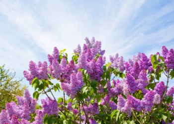 toomler Collection: iStock