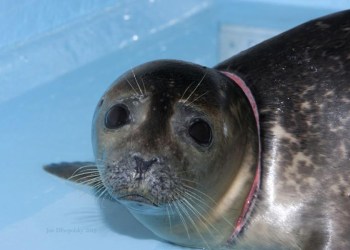 Spiderman will be released Thursday in Hampton Bays.