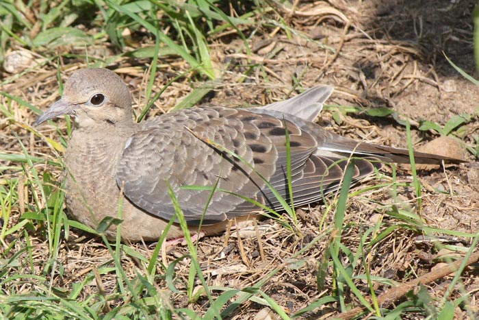 Garden Mourning Dove Fledge